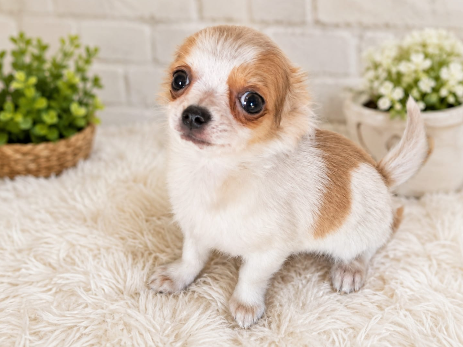 Filhote de chihuahua em retrato