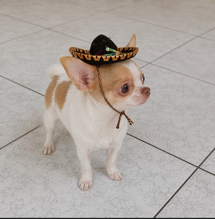 Chihuahua do Fernando usando chapéu decorativo