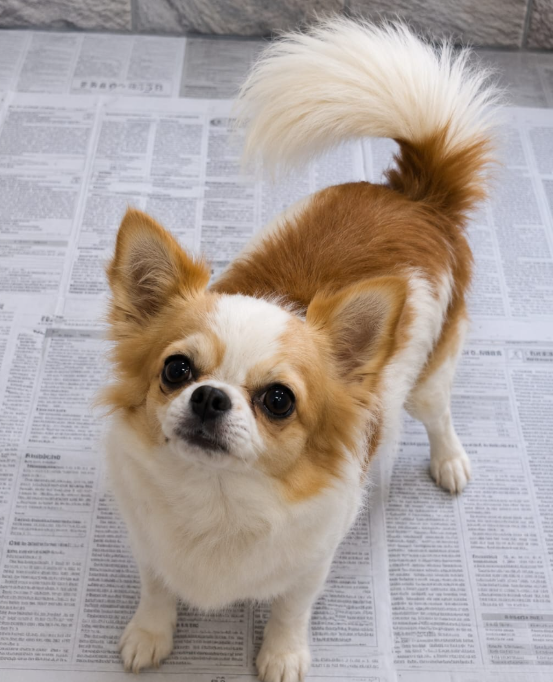 Chihuahua de pelo longo do Fernando